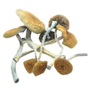 Buy Mazatapec magic mushrooms for sale Oakland
