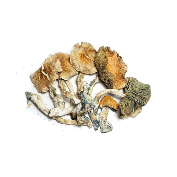 Buy Golden Teacher Mushrooms for sale Oakland