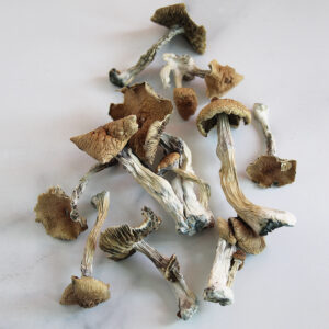 Buy Psilocybe Azurescens Mushroom for sale Oakland