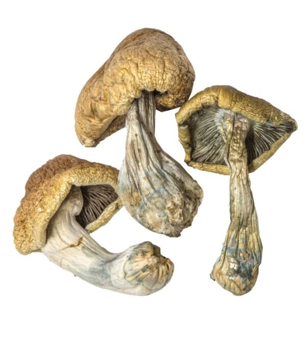 Buy Cambodian mushrooms for Sale Oakland