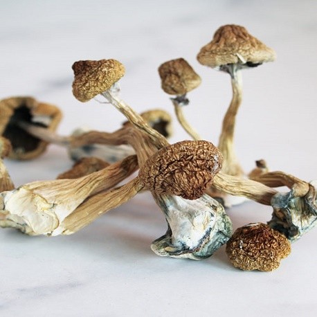 Buy Liberty Cap Mushrooms for sale Denver